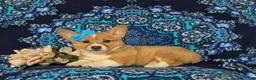 Welsh Corgi Pembroke dogs for sale: Matilda AKC Registered - Ad 4