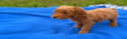 Mini Goldendoodle dogs for sale: Starlet  - Ad 4