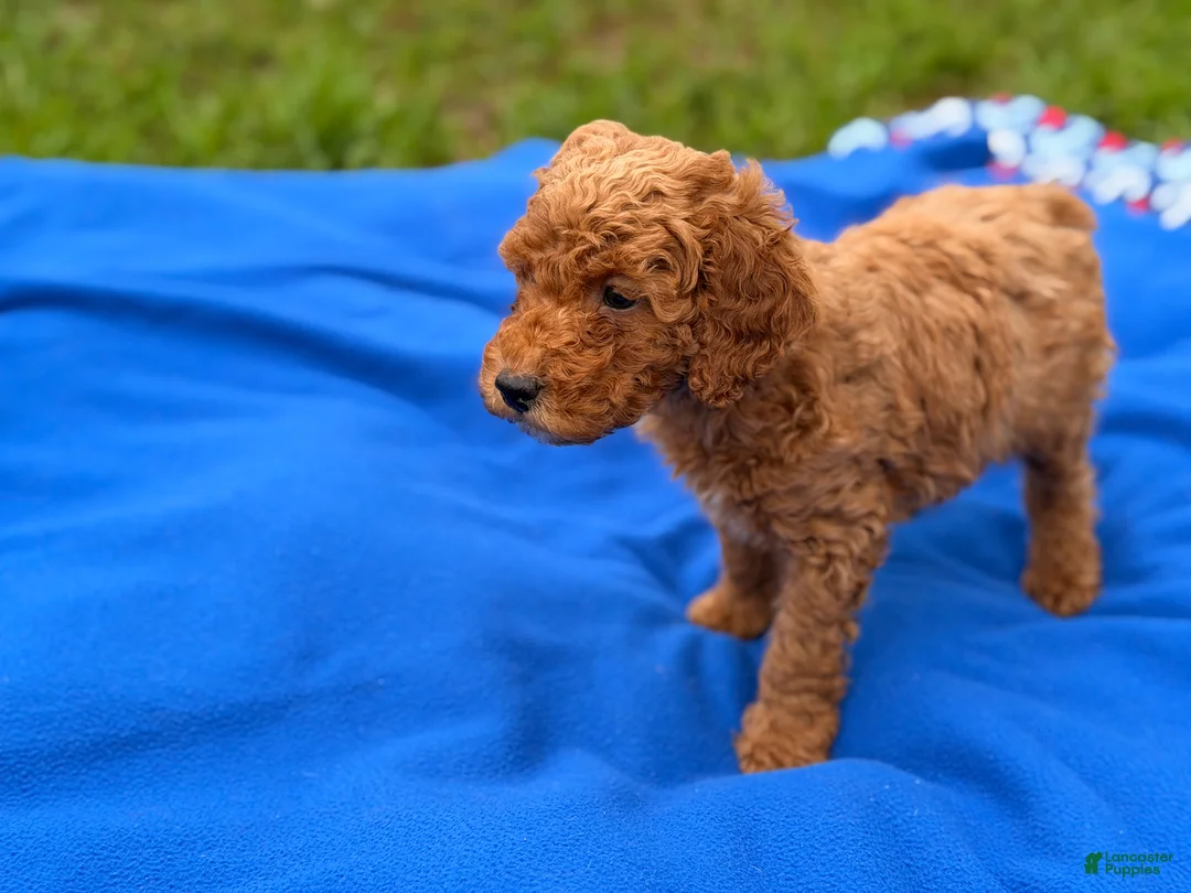 Mini Goldendoodle dogs for sale: Starlet  - Ad 4
