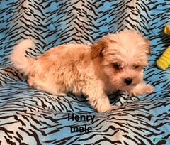 Mixed Breed dogs Henry - Ad 24