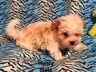 Mixed Breed dogs Henry - Ad 24