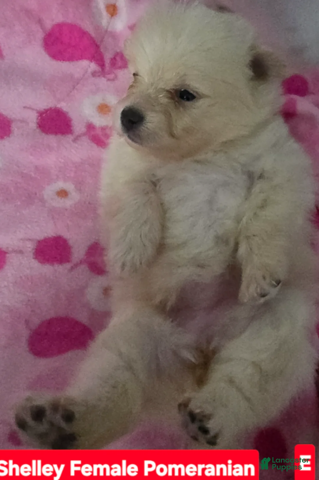 Pomeranian dogs for sale: Shelly - Ad 2