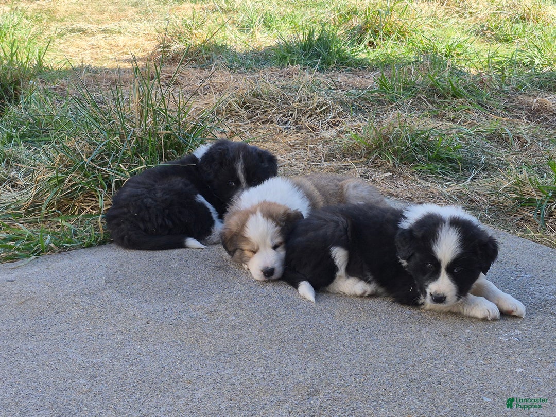 Mixed Breed dogs for sale: Cash - Ad 2