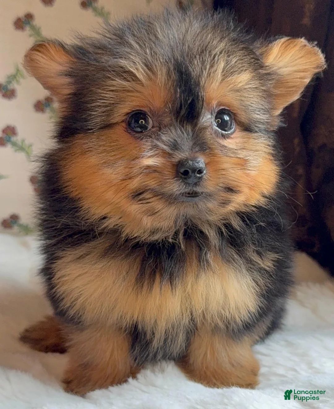 Mixed Breed dogs for sale: Designer Breed Yorkishire Terrier, Pomeranian Mix Puppy Female Coco - Ad 1