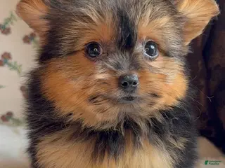 Mixed Breed dogs Designer Breed Yorkishire Terrier, Pomeranian Mix Puppy Female Coco - Ad 15