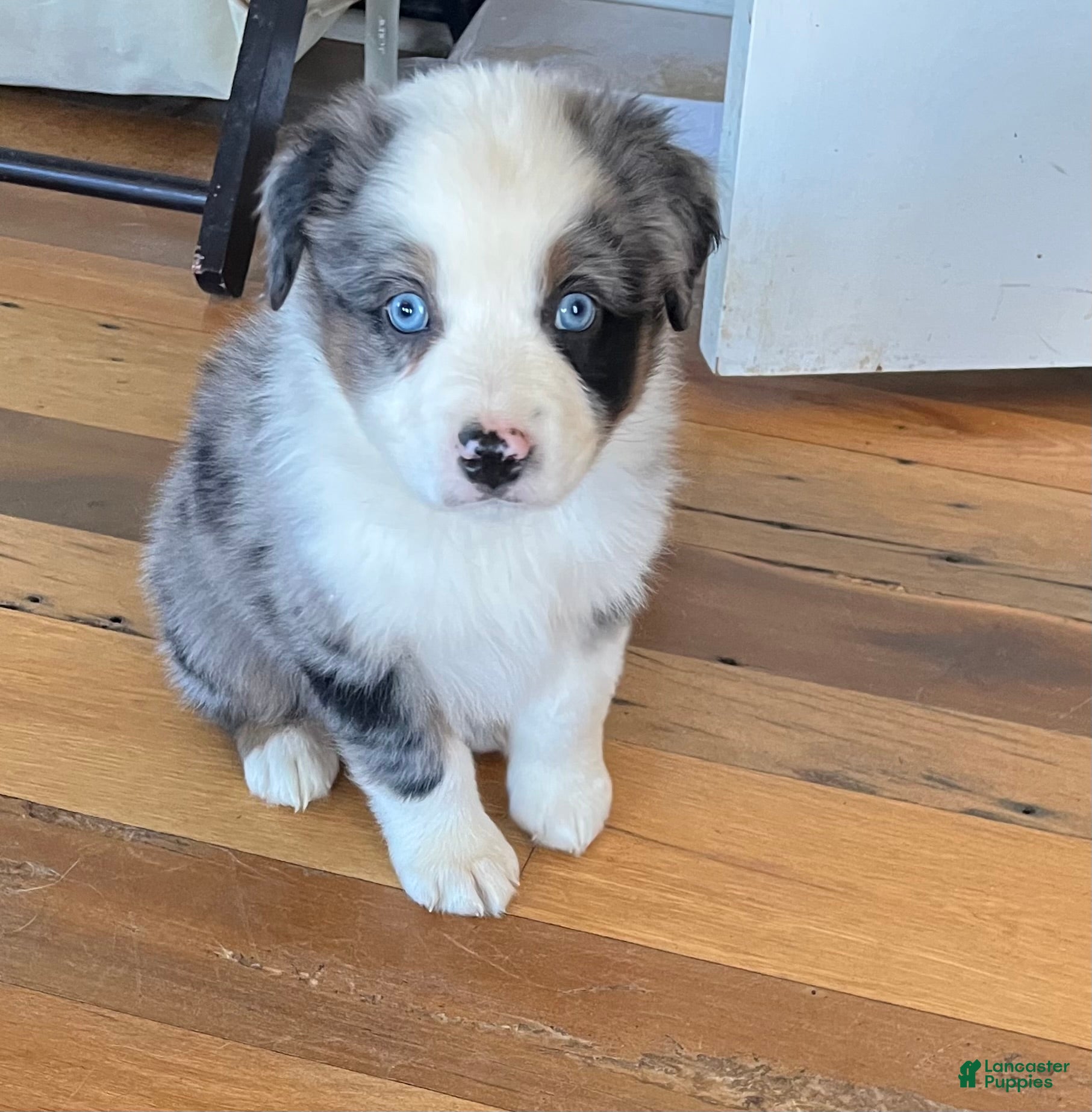 Australian Shepherd dogs for sale: Chandler  - Ad 4