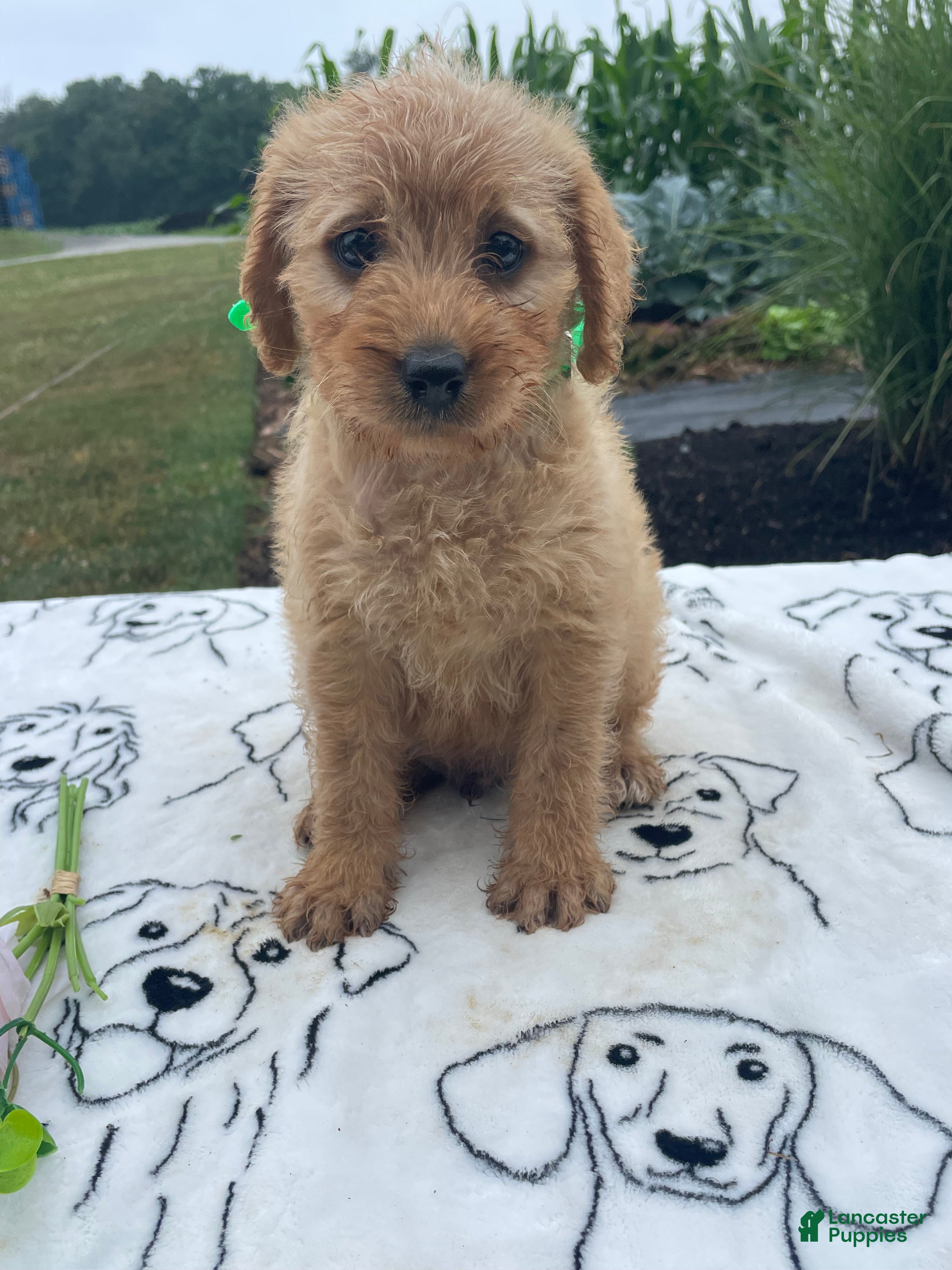 Labradoodle dogs Edgar - Ad 37