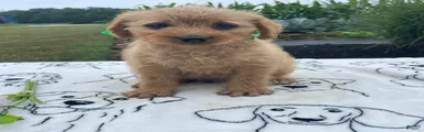Edgar