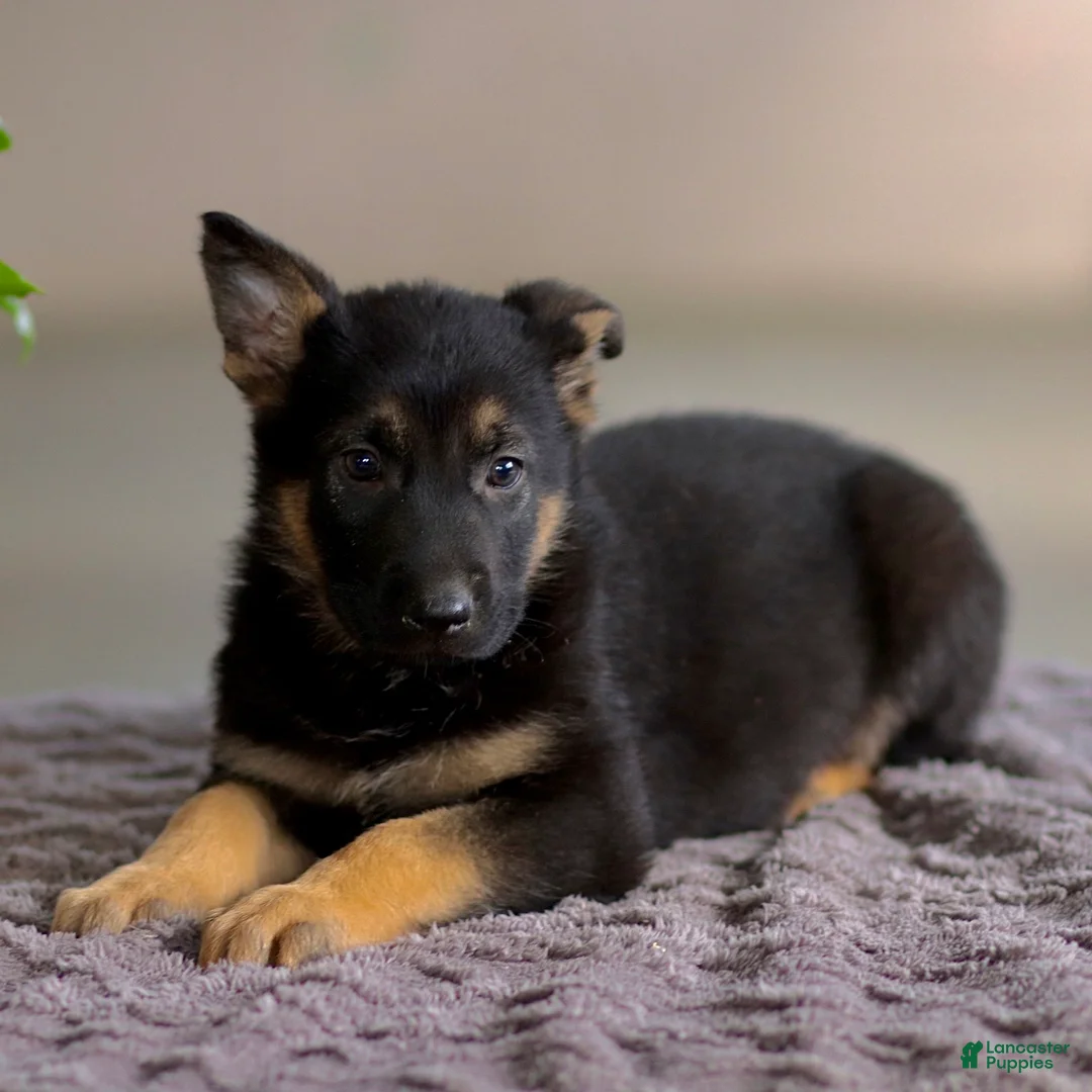 German Shepherd dogs for sale: Gribble - Ad 1
