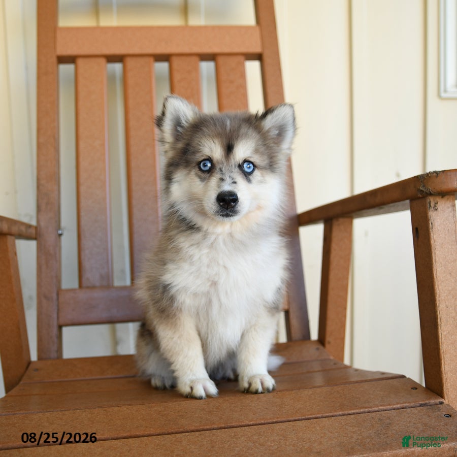 Pomsky dogs Zorro - Ad 1