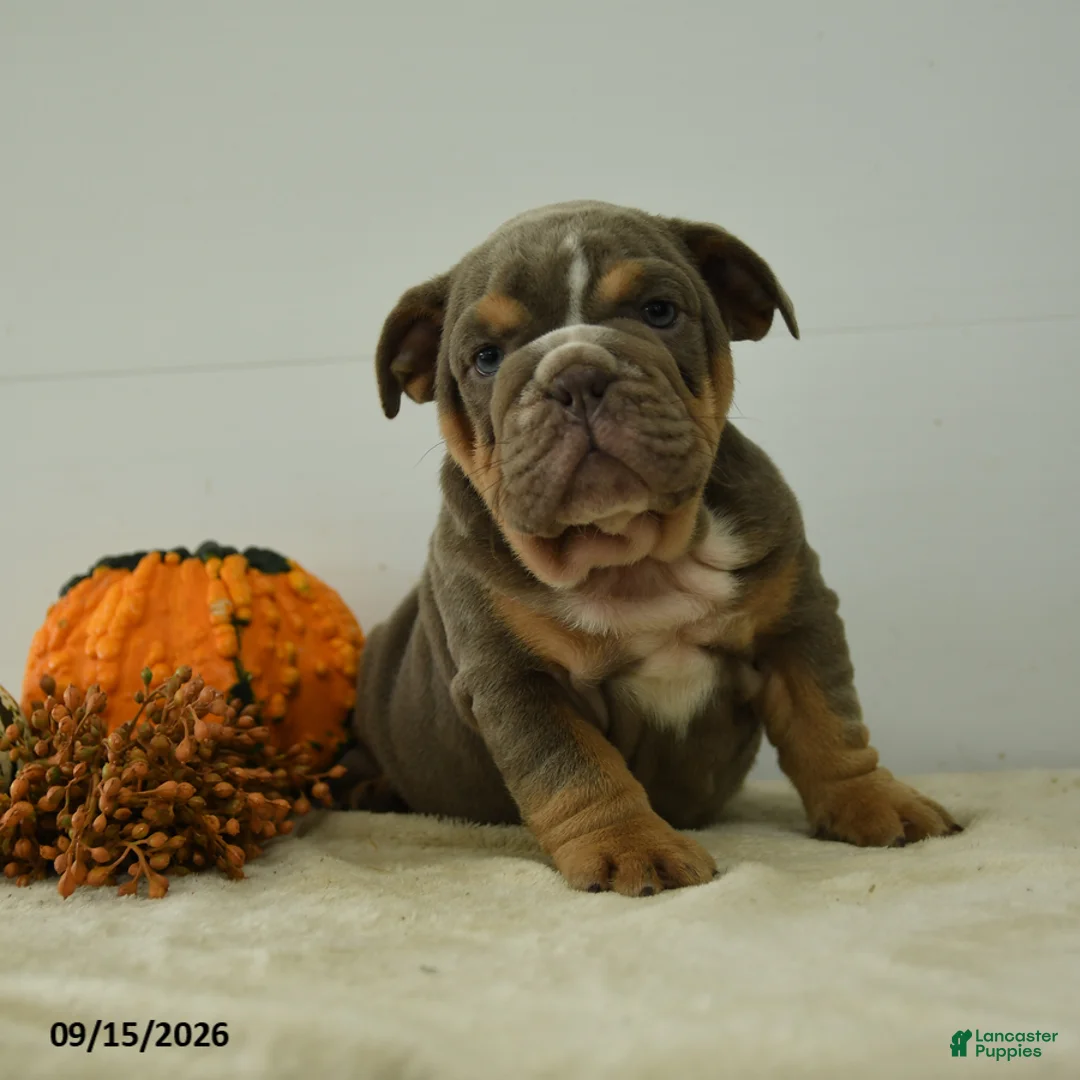 English Bulldog dogs for sale: Trenton - Ad 1