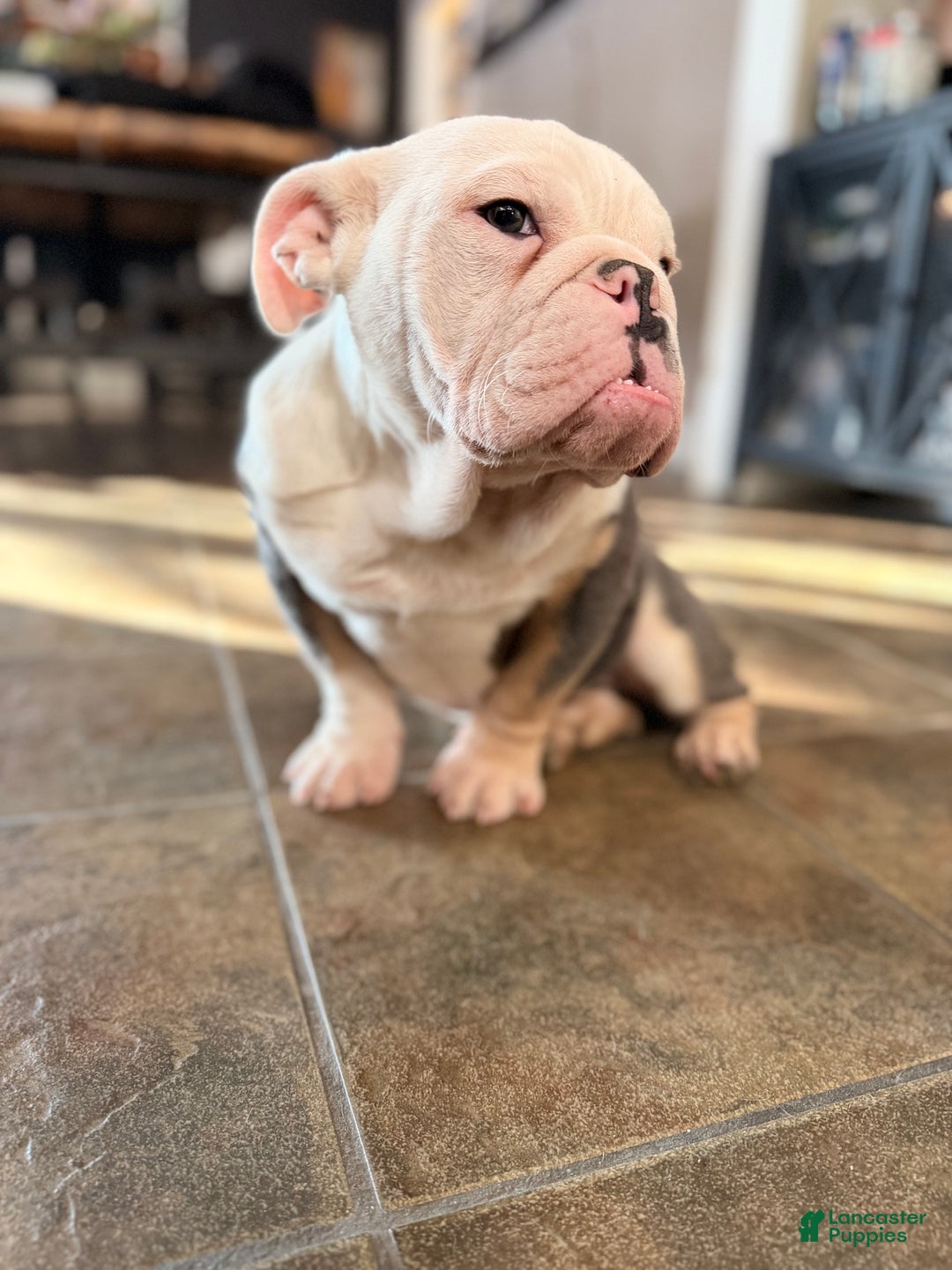 English Bulldog dogs for sale: Banksy - Ad 2