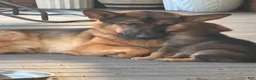 Golden Shepherd dogs for sale: BIG BOY PINK - Ad 6