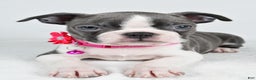 Boston Terrier dogs for sale: Wisteria - Ad 4