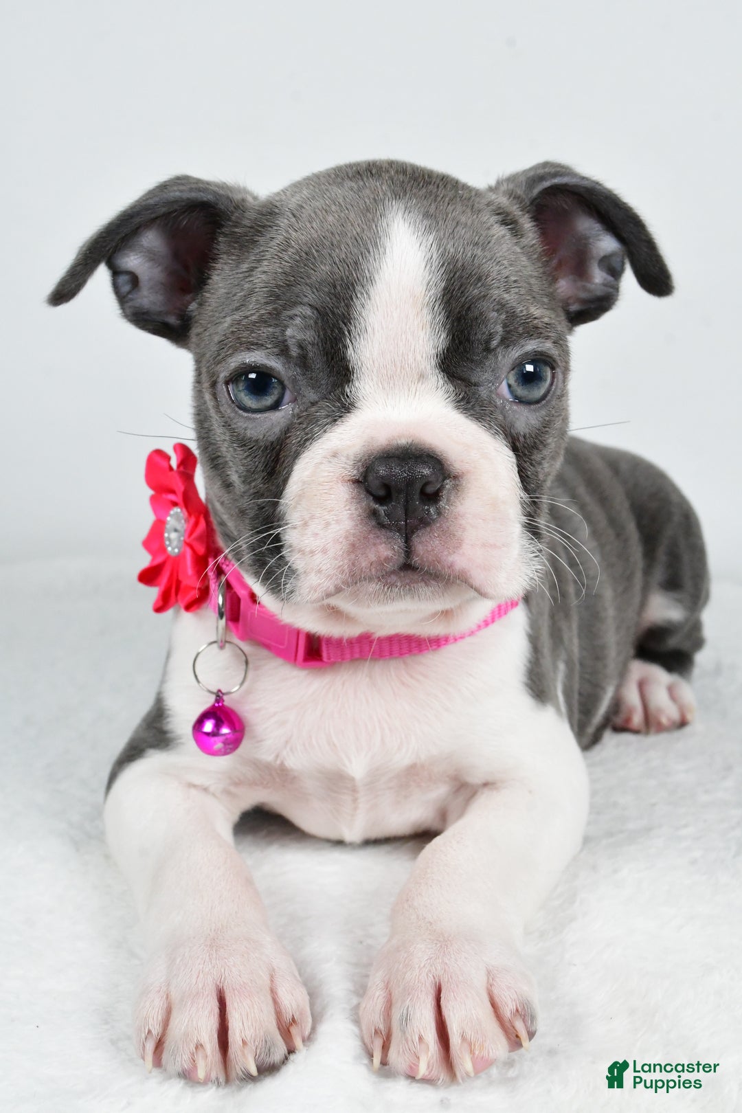 Boston Terrier dogs for sale: Wisteria - Ad 4