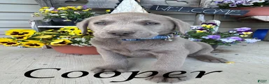 Cooper