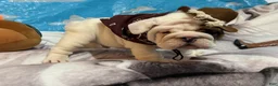 English Bulldog dogs for sale: Bullseye - Ad 4