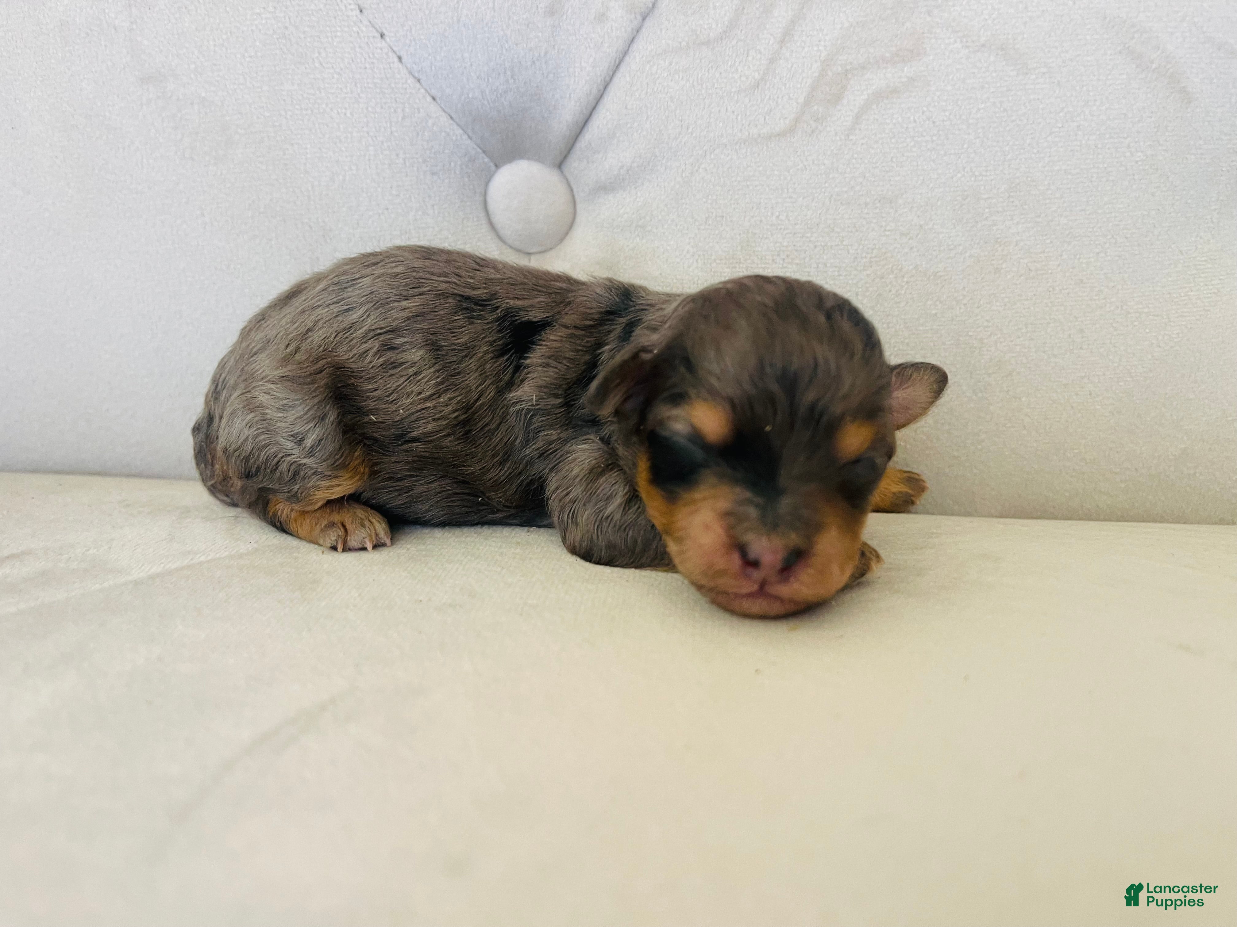 Bernedoodle dogs Triton ❤️ micro mini blue merle bernedoodle  - Ad 42