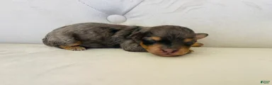 Triton ❤️ micro mini blue merle bernedoodle 
