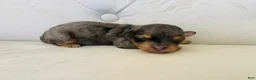 Bernedoodle dogs for sale: Triton ❤️ micro mini blue merle bernedoodle  - Ad 1