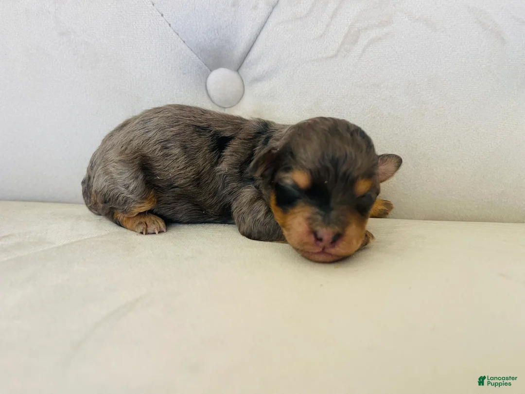 Bernedoodle dogs for sale: Triton ❤️ micro mini blue merle bernedoodle  - Ad 1