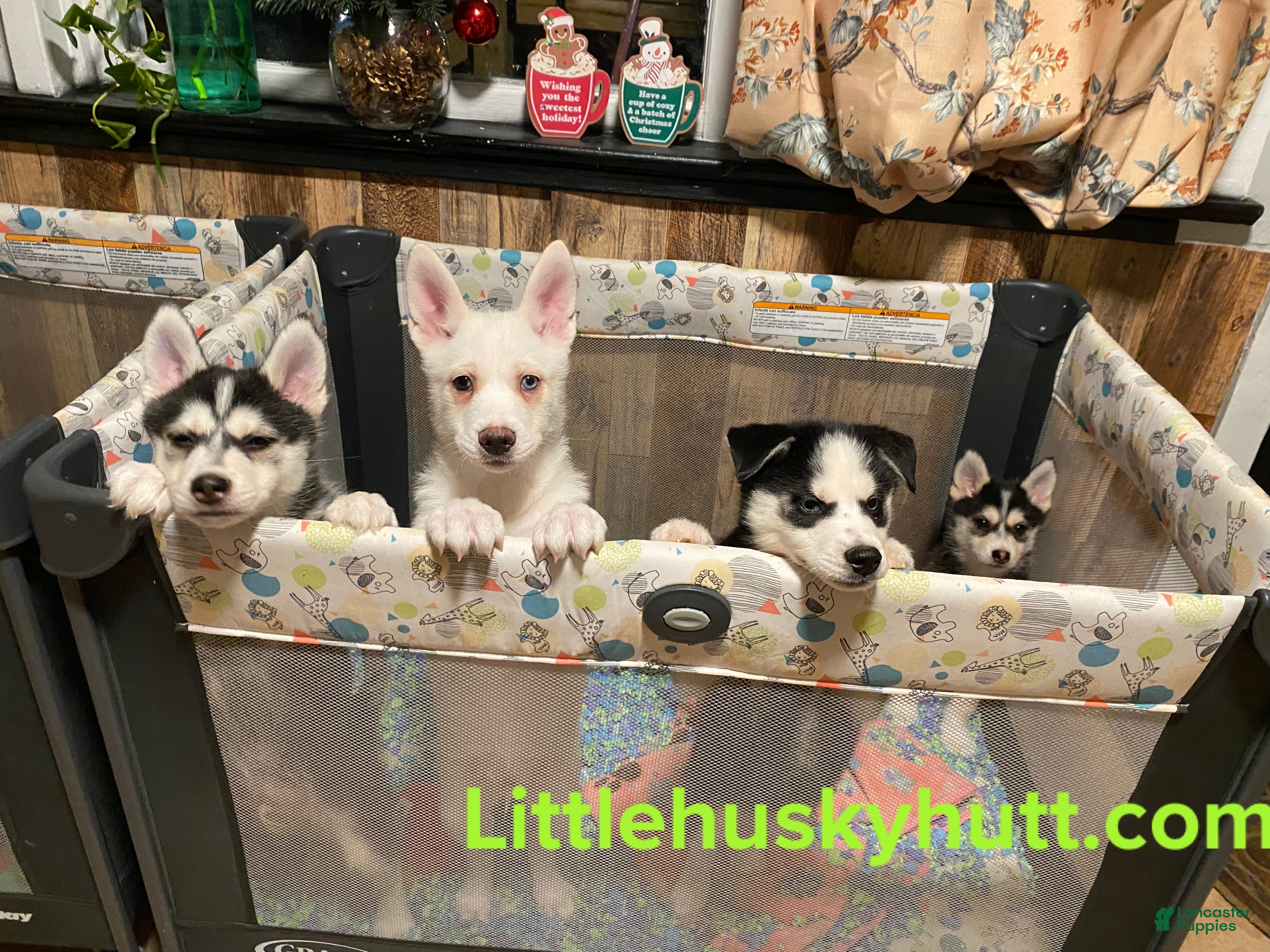 Pomsky dogs Bashful  - Ad 23