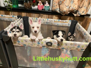 Pomsky dogs Bashful - Ad 22