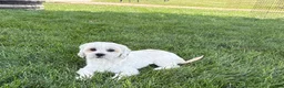 Lhasa Apso dogs for sale: Corey  - Ad 5