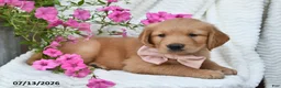 Golden Retriever dogs for sale: Crystal - Ad 3