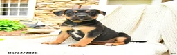 Mixed Breed dogs for sale: Madison - Ad 1