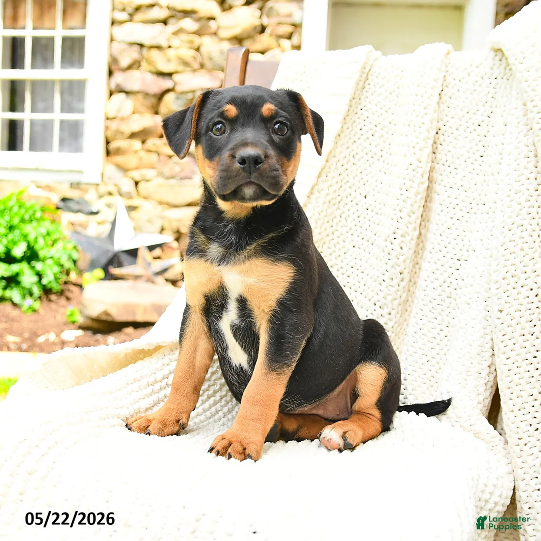 Mixed Breed dogs for sale: Madison - Ad 1