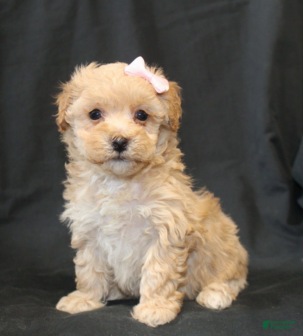 Bichpoo dogs Betsy - Ad 35