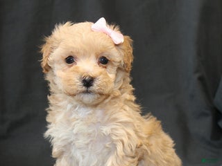 Bichpoo dogs Betsy - Ad 11