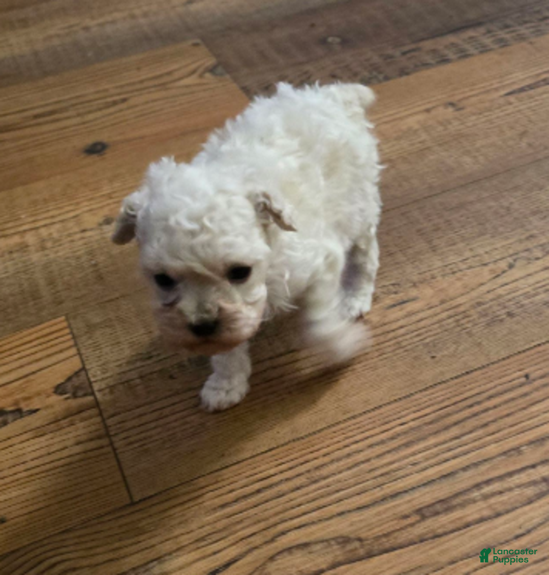 Standard Poodle dogs for sale: Snow - Ad 14