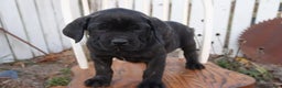 Cane Corso dogs for sale: Bradley  - Ad 8