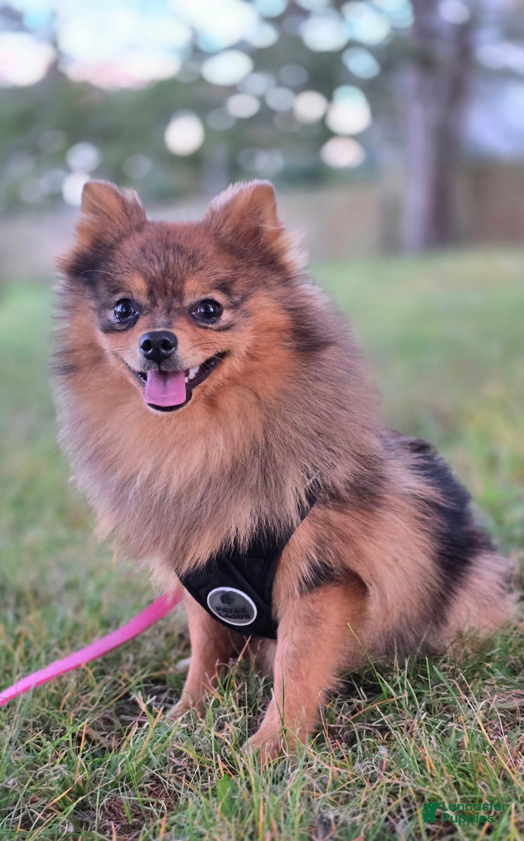 Pomeranian dogs for sale: Kora - Ad 13