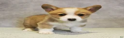 Welsh Corgi Pembroke dogs for sale: Gaston - Ad 1