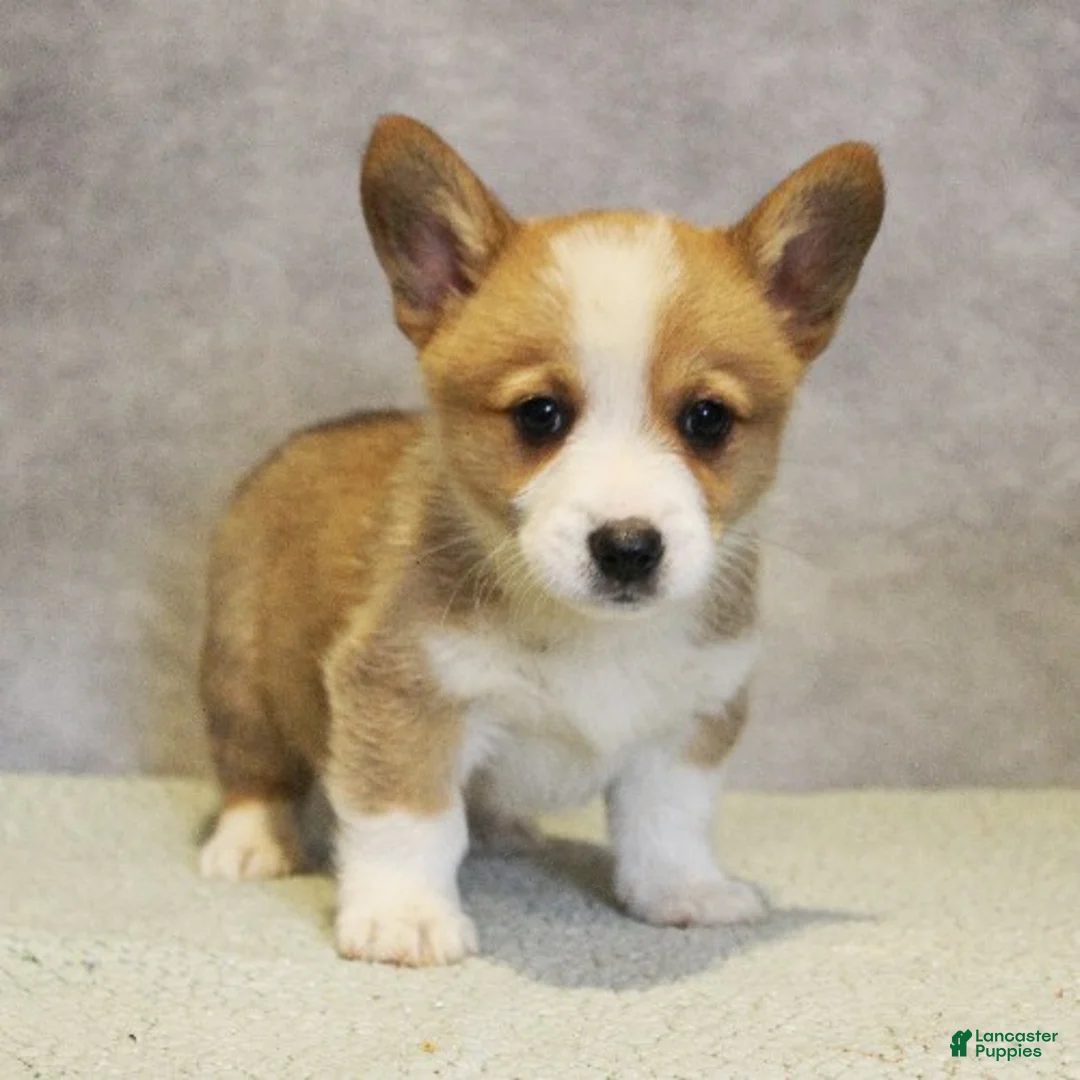 Welsh Corgi Pembroke dogs for sale: Gaston - Ad 1
