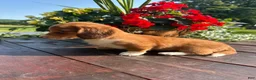 Miniature Dachshund dogs for sale: Biscuit - Ad 3