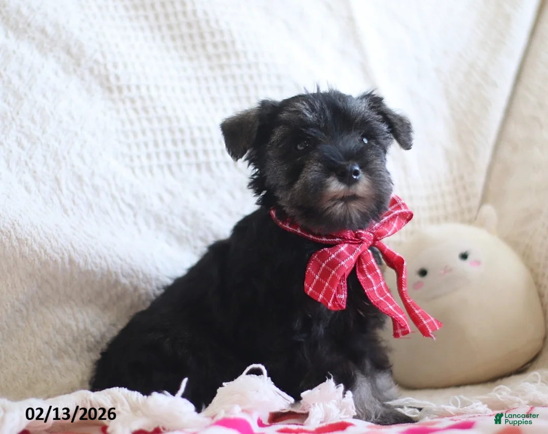 Miniature Schnauzer dogs for sale: Shane - Ad 5