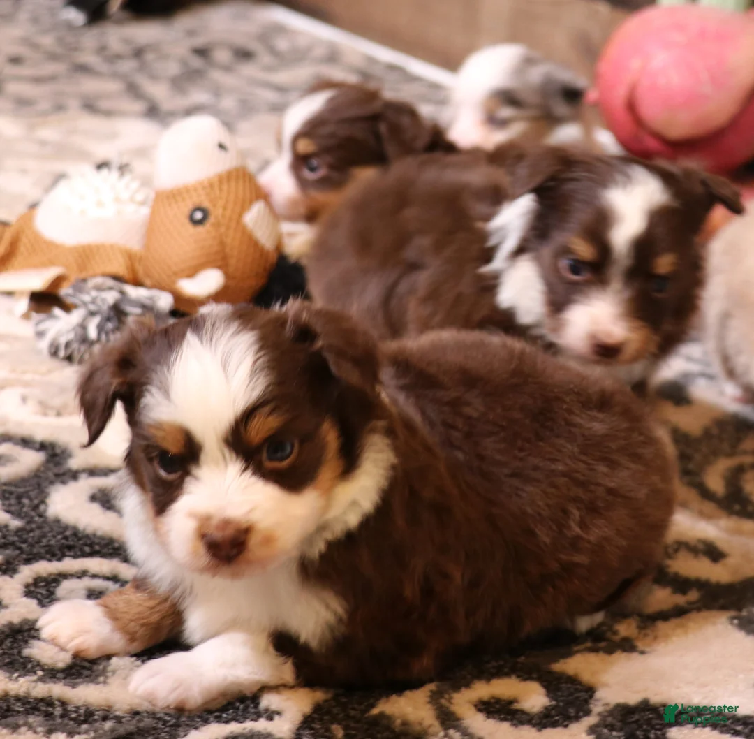 Toy Australian Shepherd dogs for sale: Starke red tri m - Ad 2
