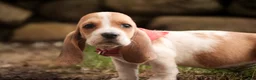 Basset Hound dogs for sale: Oscar Basset Hound  - Ad 3