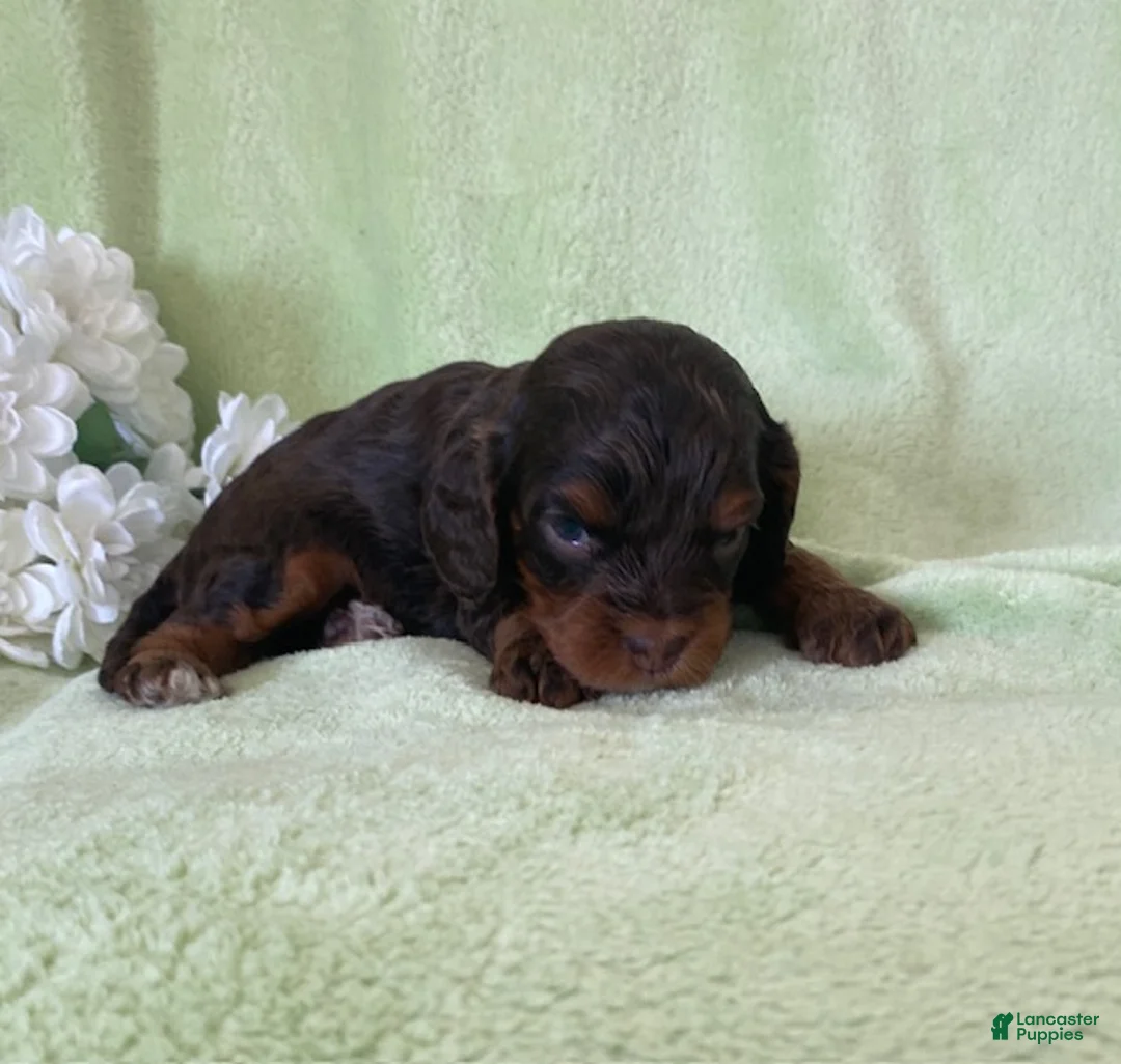 Cavapoo dogs for sale: Nutmeg- chocolate tri - Ad 1