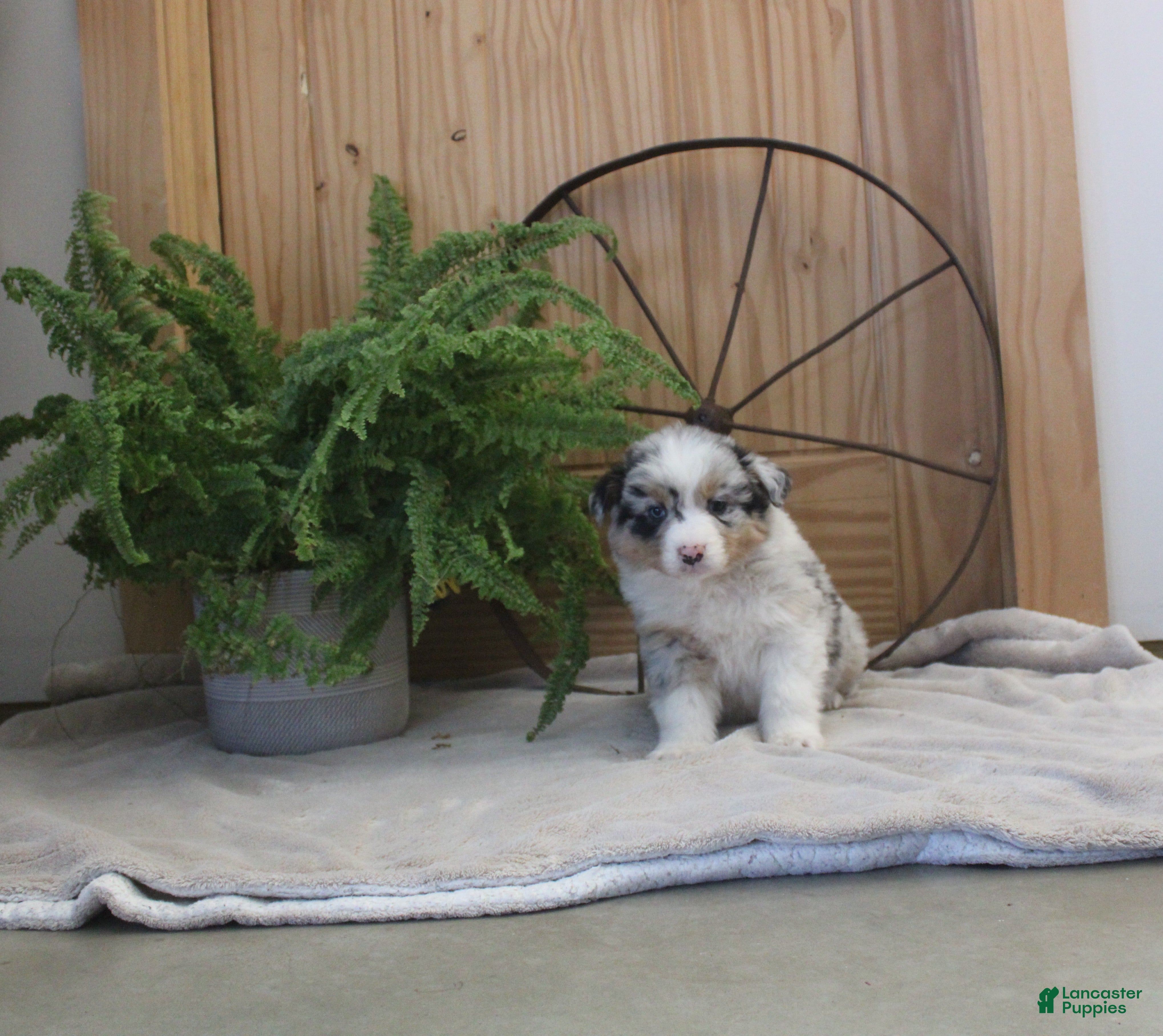 Australian Shepherd dogs Bingo - Ad 27