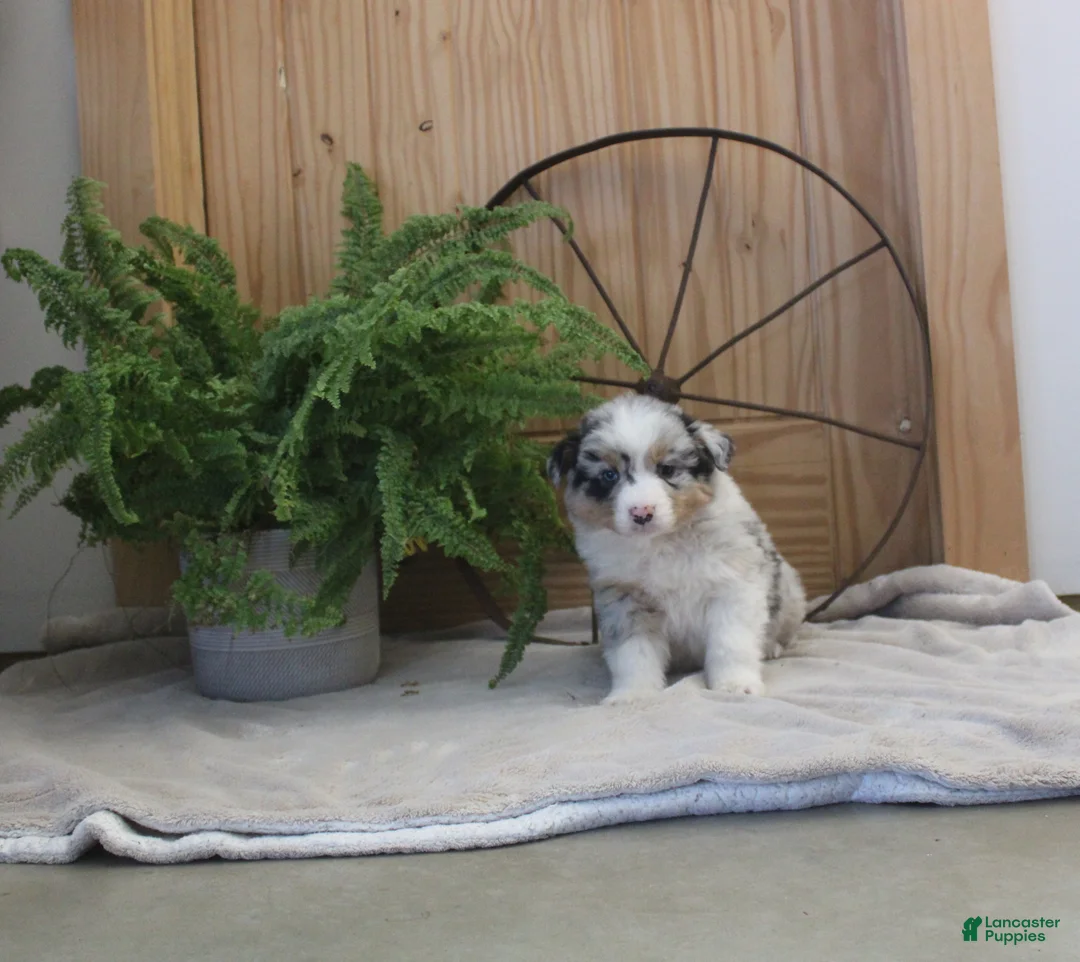 Australian Shepherd dogs for sale: Bingo - Ad 1