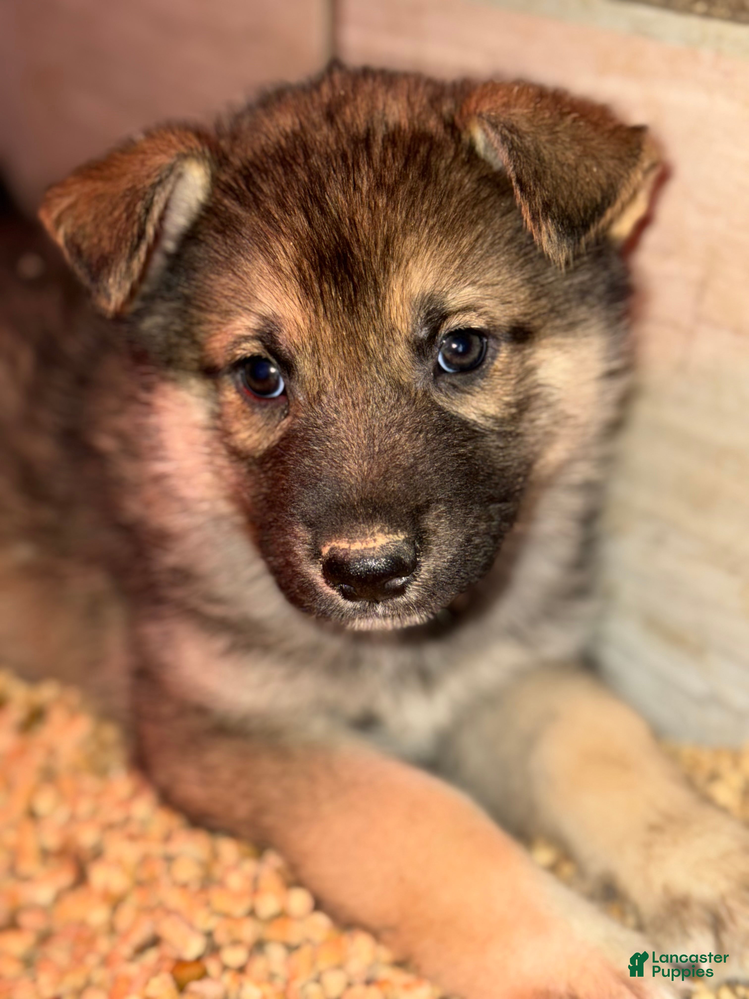 Gerberian Shepsky dogs Green - Ad 4