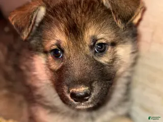 Gerberian Shepsky dogs Green - Ad 4