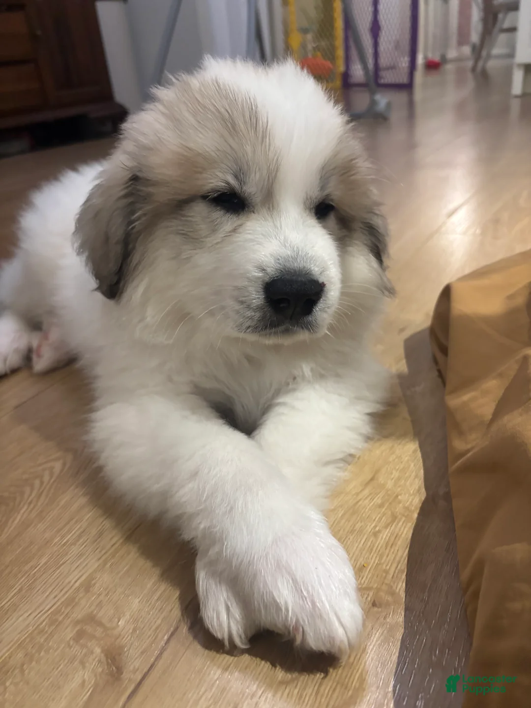Great Pyrenees dogs for sale: Baby Blue - Ad 3