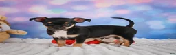 Chihuahua dogs for sale: Charlie - Ad 14