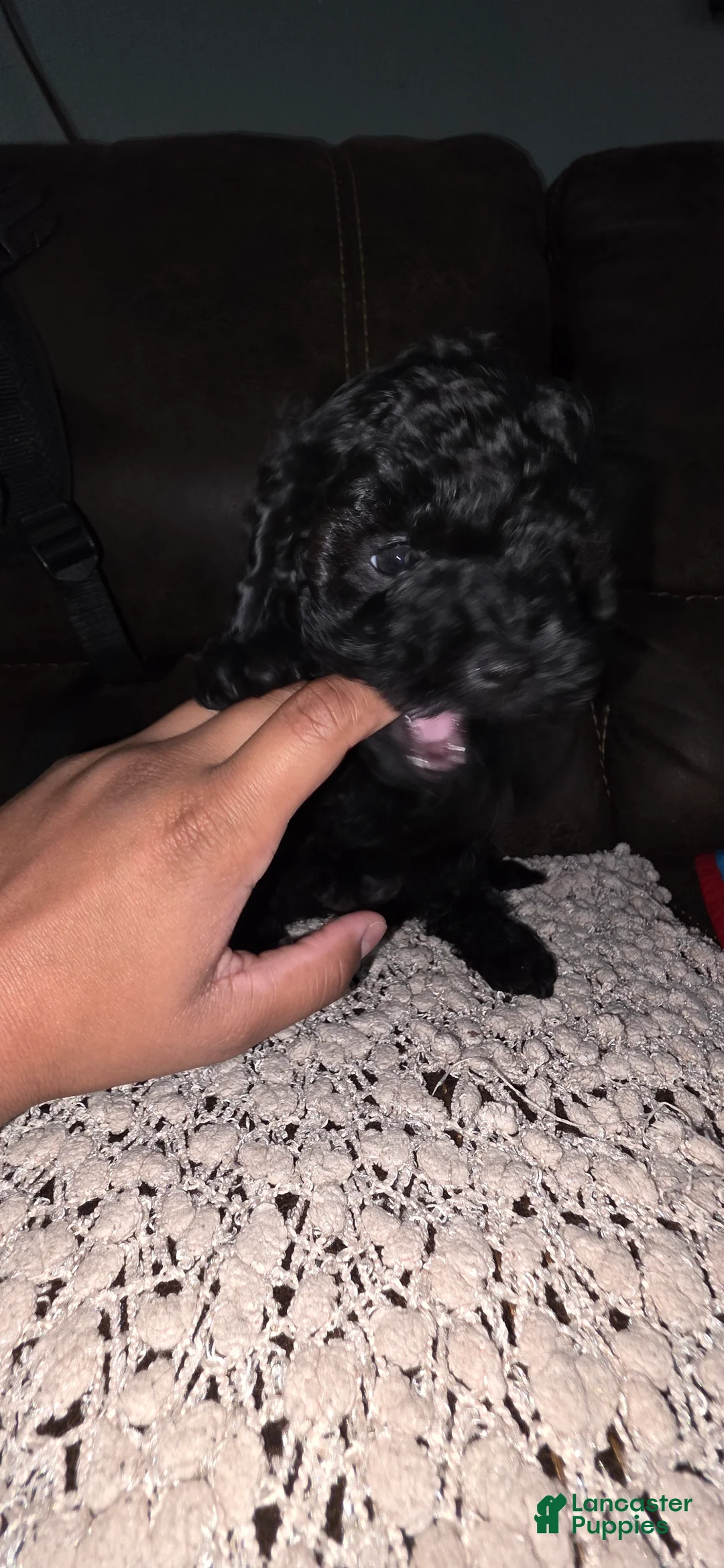 Yorkiepoo dogs for sale: Midnight  - Ad 2